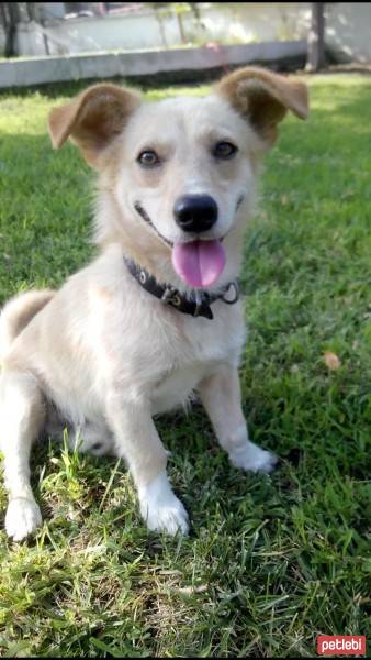 Maltese, Köpek  Tarcin fotoğrafı