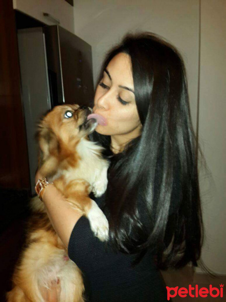Pekingese, Köpek  Cakil fotoğrafı