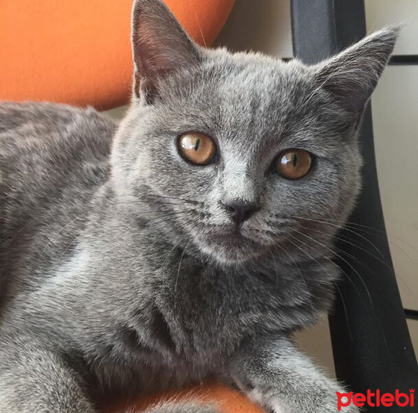 British Shorthair, Kedi  Mia fotoğrafı