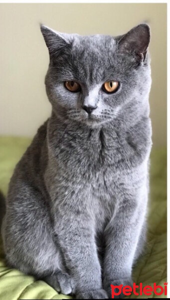 British Shorthair, Kedi  Mia fotoğrafı