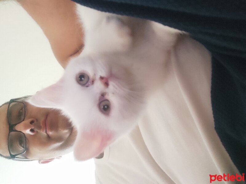 Scottish Fold, Kedi  Pamuk fotoğrafı