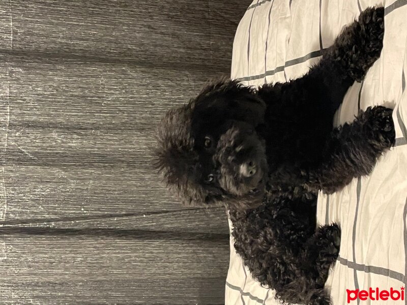 Poodle (Minyatür Kaniş), Köpek  karam fotoğrafı