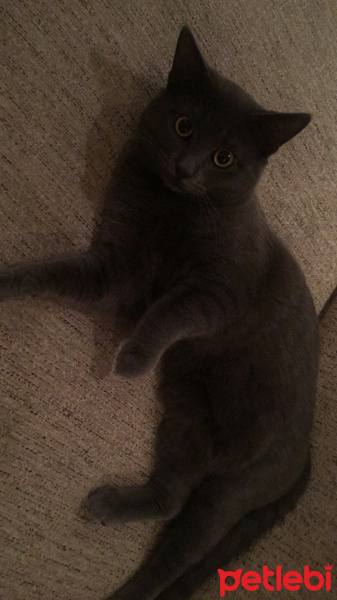 Mavi Rus, Kedi  Sherlock fotoğrafı