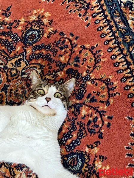 Tekir Kedi, Kedi  🩷fuko🩷 fotoğrafı