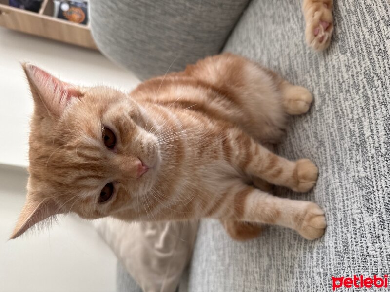 British Shorthair, Kedi  Tosi fotoğrafı