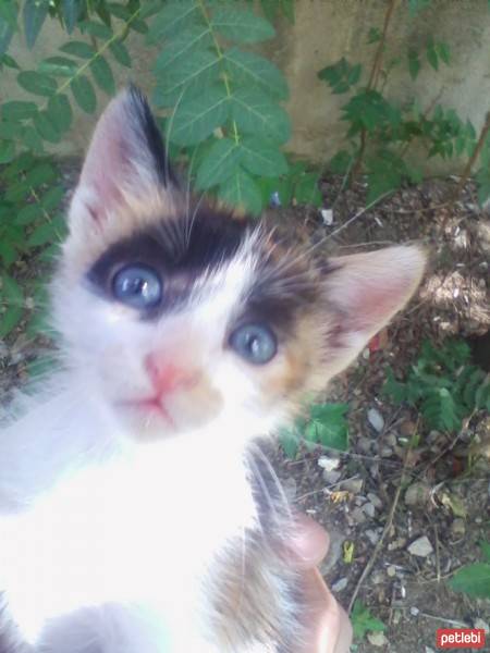 Ankara Kedisi, Kedi  Şakire fotoğrafı