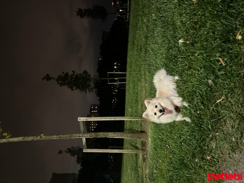 Pomeranyalı, Köpek  Mila fotoğrafı