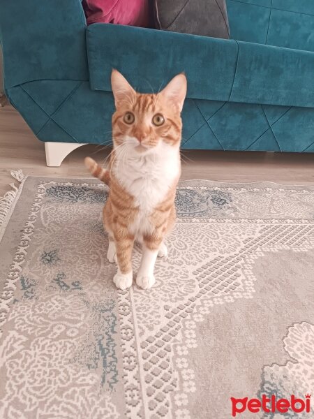 Sarman, Kedi  Oscar fotoğrafı