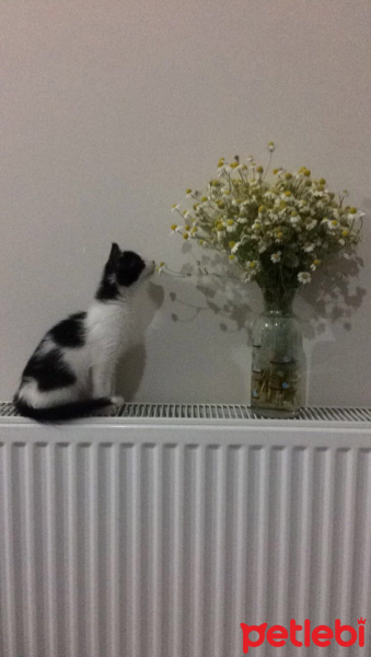 Tekir Kedi, Kedi  Banu fotoğrafı