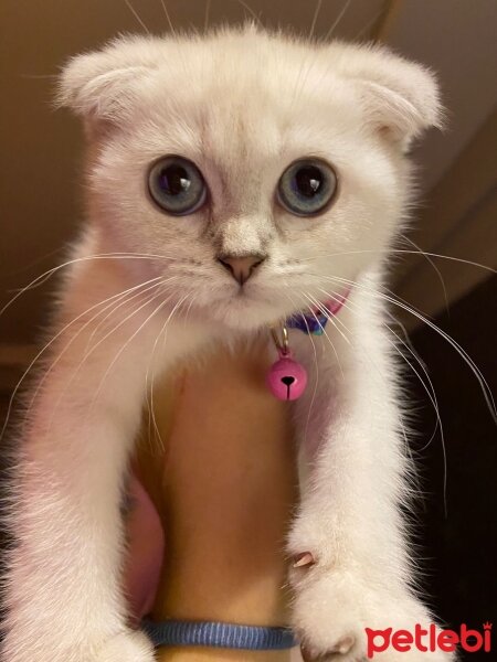 Scottish Fold, Kedi  Çilek fotoğrafı