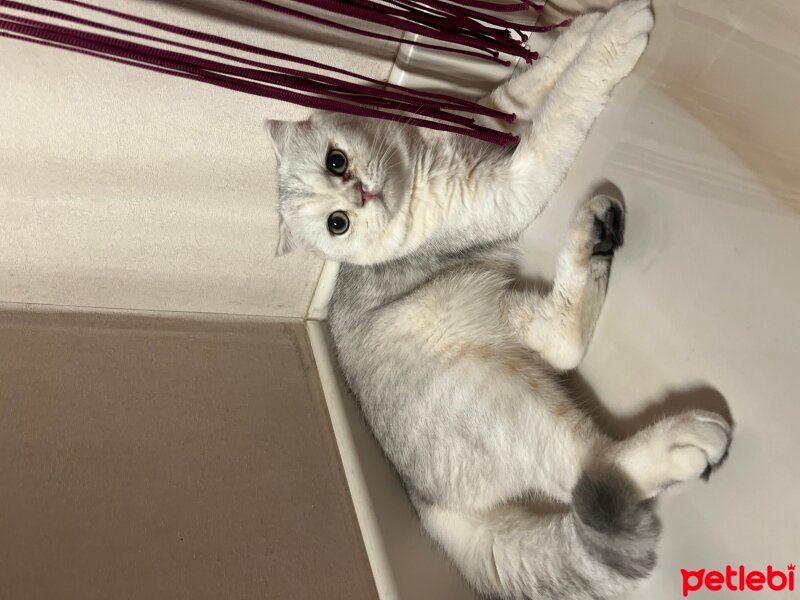 British Shorthair, Kedi  Paşa fotoğrafı