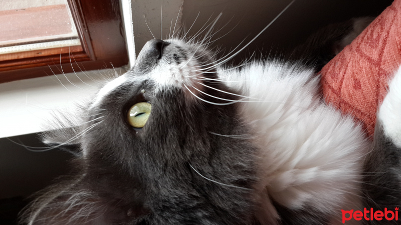 Norwegian Forest, Kedi  duman fotoğrafı