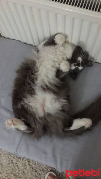 Norwegian Forest, Kedi  duman fotoğrafı