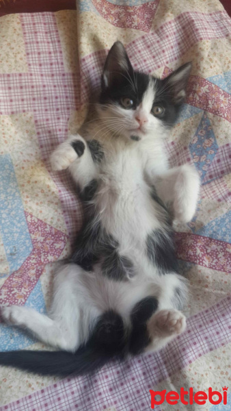 Norwegian Forest, Kedi  duman fotoğrafı