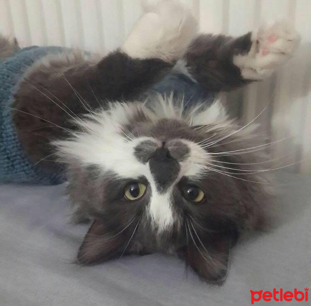 Norwegian Forest, Kedi  duman fotoğrafı
