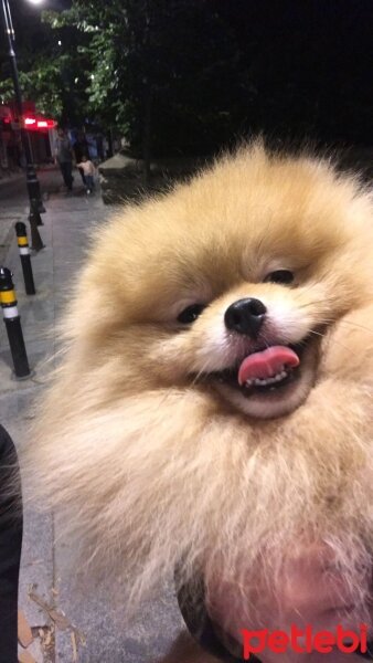 Pomeranyalı, Köpek  Puppy fotoğrafı