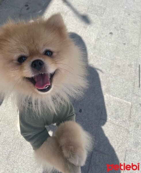 Pomeranyalı, Köpek  Puppy fotoğrafı