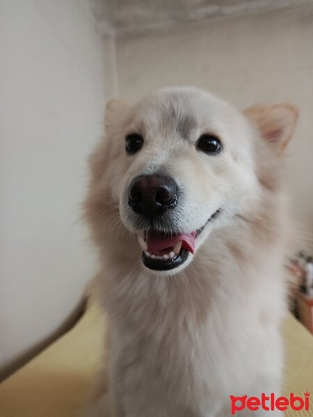 Finnish Spitz, Köpek  Teddy fotoğrafı