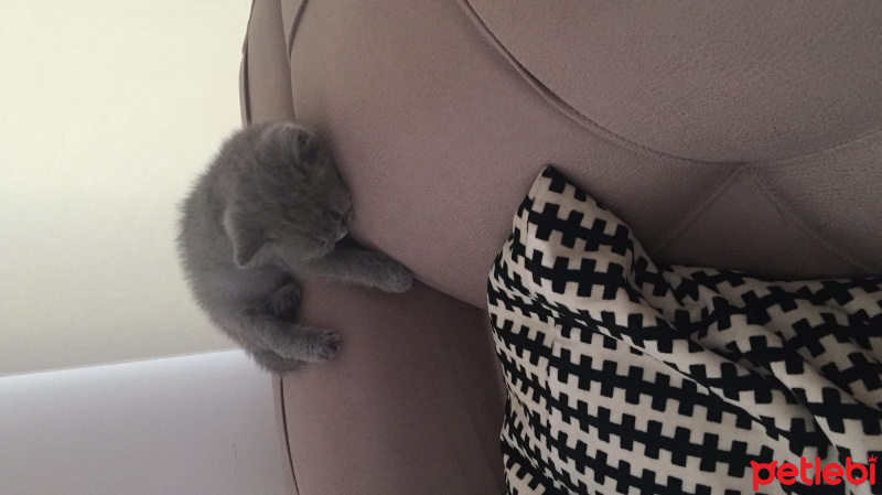 British Shorthair, Kedi  Matmazel Pera fotoğrafı