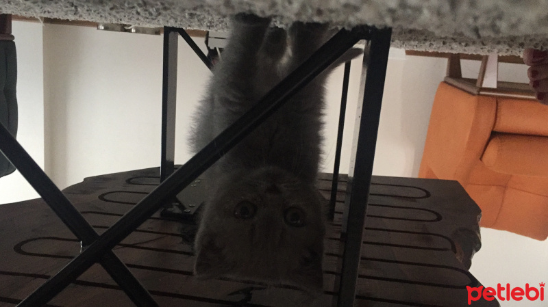British Shorthair, Kedi  Matmazel Pera fotoğrafı
