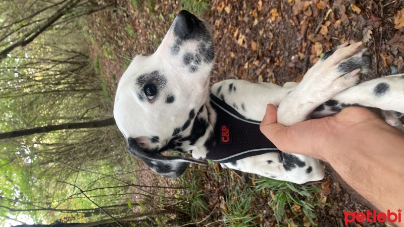 Dalmatian, Köpek  Dobby fotoğrafı