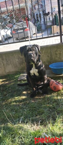 Cane Corso Italiano, Köpek  Chealse fotoğrafı