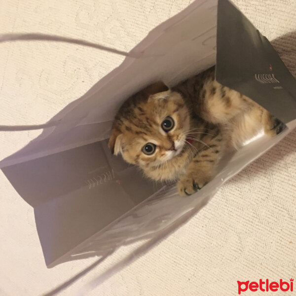 Scottish Fold, Kedi  Joey fotoğrafı