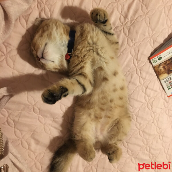 Scottish Fold, Kedi  Joey fotoğrafı