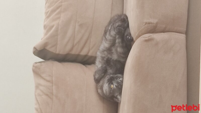 British Shorthair, Kedi  Oscar fotoğrafı