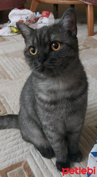 British Shorthair, Kedi  Oscar fotoğrafı