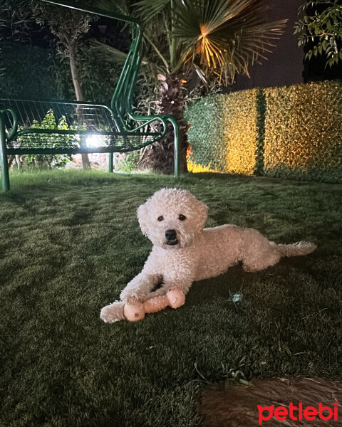 Poodle(Standart Kaniş), Köpek  Alesta fotoğrafı