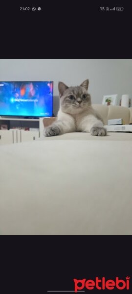 British Shorthair, Kedi  Lili fotoğrafı