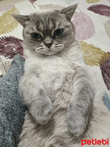 British Shorthair, Kedi  Lili fotoğrafı