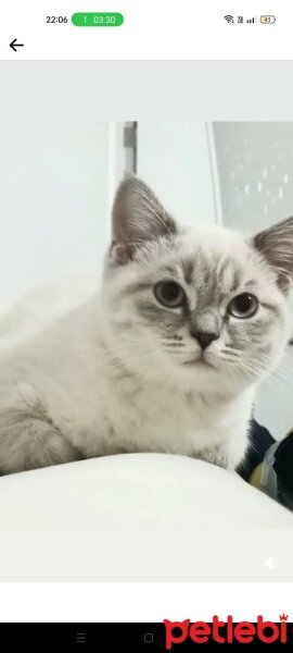 British Shorthair, Kedi  Lili fotoğrafı