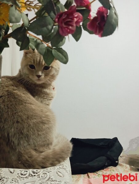 Scottish Fold, Kedi  Mars fotoğrafı