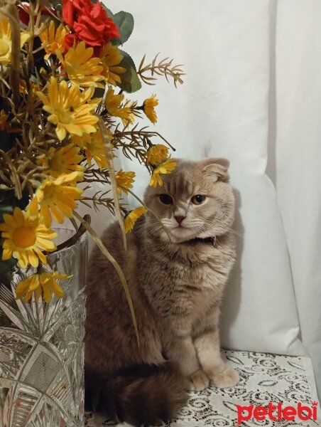 Scottish Fold, Kedi  Mars fotoğrafı