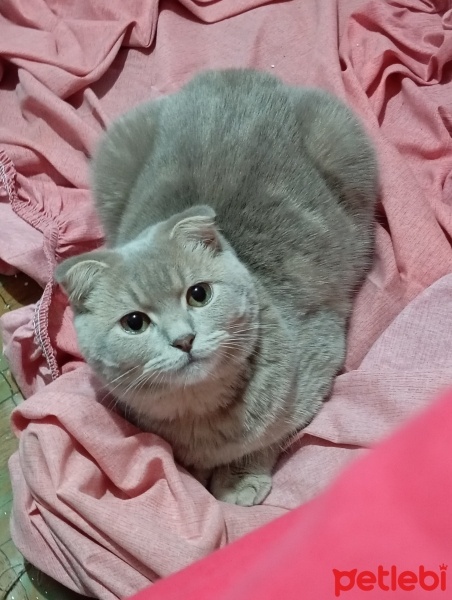 Scottish Fold, Kedi  Mars fotoğrafı