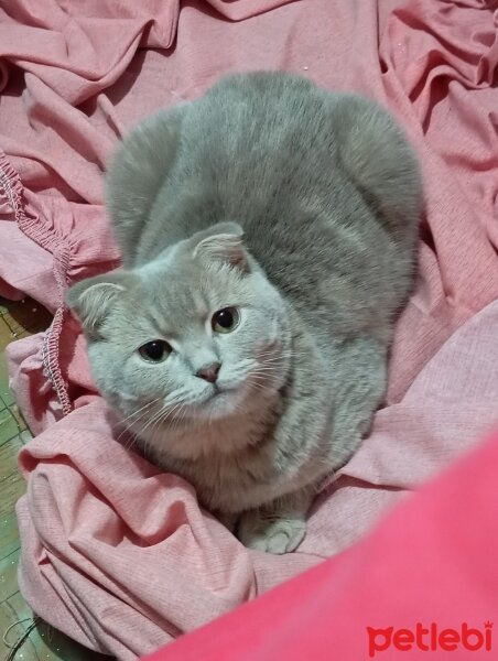 Scottish Fold, Kedi  Mars fotoğrafı