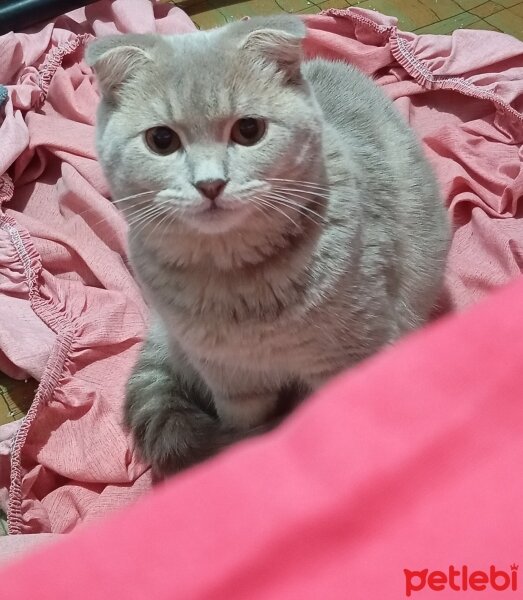 Scottish Fold, Kedi  Mars fotoğrafı