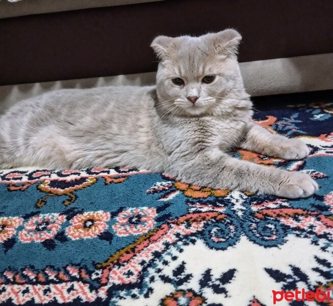 Scottish Fold, Kedi  Mars fotoğrafı