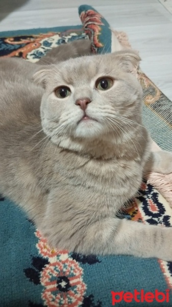 Scottish Fold, Kedi  Mars fotoğrafı