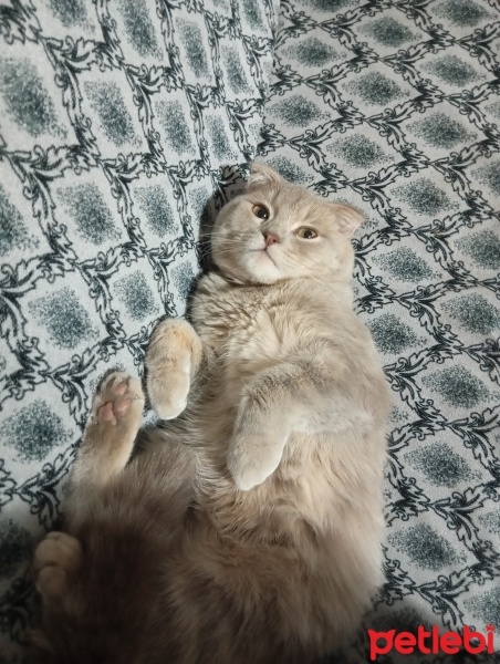 Scottish Fold, Kedi  Mars fotoğrafı