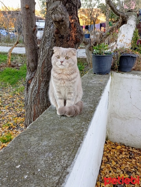 Scottish Fold, Kedi  Mars fotoğrafı