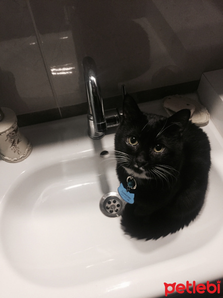 Tekir Kedi, Kedi  Salem fotoğrafı