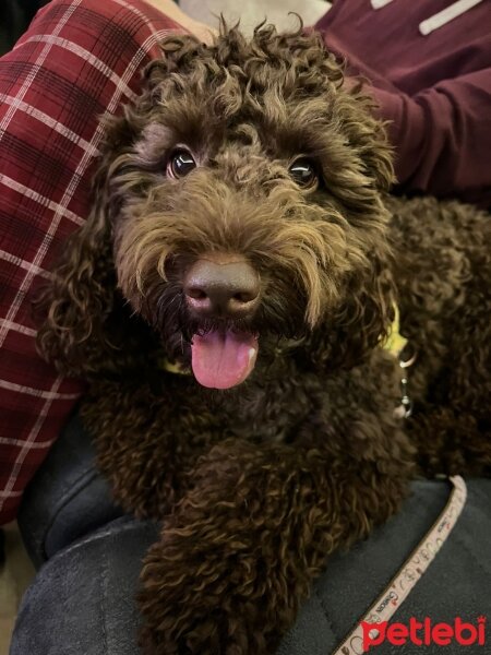 Poodle (Minyatür Kaniş), Köpek  ÇİKO fotoğrafı