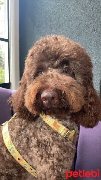 Poodle (Minyatür Kaniş), Köpek  ÇİKO fotoğrafı