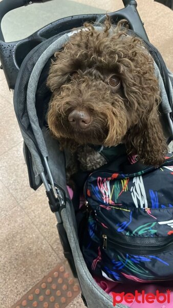 Poodle (Minyatür Kaniş), Köpek  ÇİKO fotoğrafı