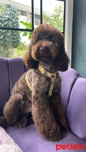 Poodle (Minyatür Kaniş), Köpek  ÇİKO fotoğrafı