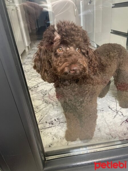 Poodle (Minyatür Kaniş), Köpek  ÇİKO fotoğrafı