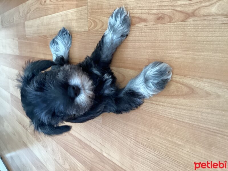 Minyatür Schnauzer, Köpek  Coco fotoğrafı